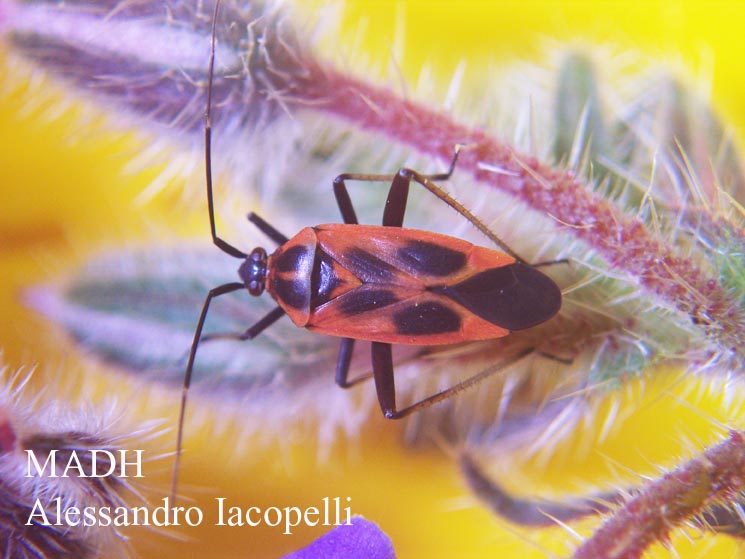 Calocoris nemoralis (Heteroptera, Miridae)